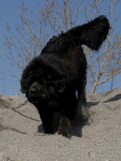 黑色长毛的大型狗(黑色长毛小型狗是什么品种)-警犬训练器材厂家 _警犬训练用品_工作犬训练用品-南京开久警犬装备