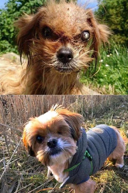 郑州领养狗狗在哪里:本人想领养一只狗狗-警犬训练器材厂家 _警犬训练用品_工作犬训练用品-南京开久警犬装备