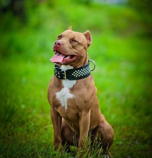 河南有名的比特犬_河南最有名的重口比特犬-警犬训练器材厂家 _警犬训练用品_工作犬训练用品-南京开久警犬装备