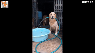 狗狗接水管-警犬训练器材厂家 _警犬训练用品_工作犬训练用品-南京开久警犬装备