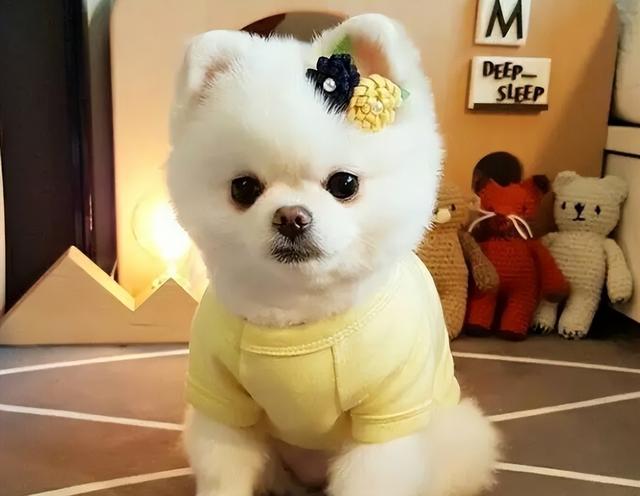 博美犬简介   *** 博美犬 ***-警犬训练器材厂家 _警犬训练用品_工作犬训练用品-南京开久警犬装备