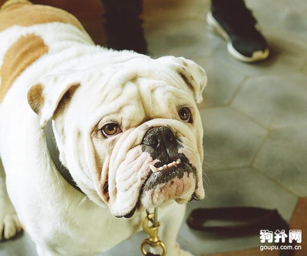 英斗犬的优缺点(黑色法斗犬的优缺点)-警犬训练器材厂家 _警犬训练用品_工作犬训练用品-南京开久警犬装备