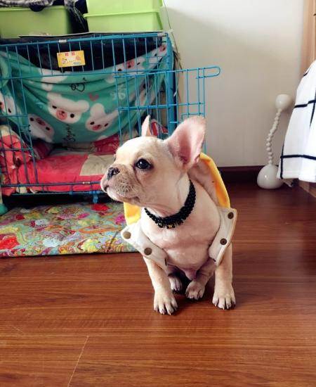 武汉卖狗宠物店(武汉卖狗的宠物店)-警犬训练器材厂家 _警犬训练用品_工作犬训练用品-南京开久警犬装备