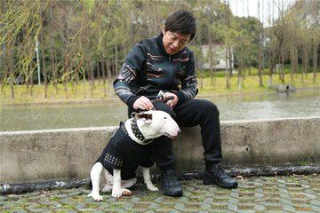 孙红雷狗(孙红雷狗多少钱一只) - 警犬训练器材厂家 _警犬训练用品_工作犬训练用品-南京开久警犬装备-警犬训练器材厂家 _警犬训练用品_工作犬训练用品-南京开久警犬装备