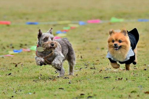我爱飞盘狗(狗飞盘和人飞盘) - 警犬训练器材厂家 _警犬训练用品_工作犬训练用品-南京开久警犬装备-警犬训练器材厂家 _警犬训练用品_工作犬训练用品-南京开久警犬装备