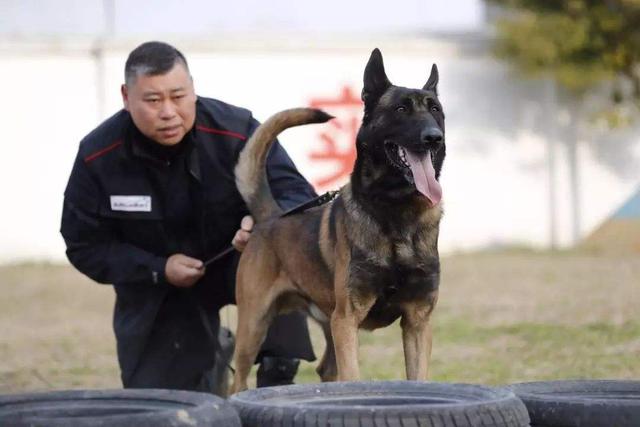 比利时牧羊犬介绍  比利时牧羊犬幼犬多少钱一只-警犬训练器材厂家 _警犬训练用品_工作犬训练用品-南京开久警犬装备