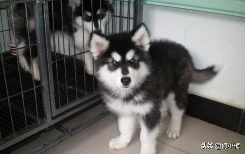 阿拉斯加犬与哈士奇(阿拉斯加犬 *** 犬 *** )-警犬训练器材厂家 _警犬训练用品_工作犬训练用品-南京开久警犬装备