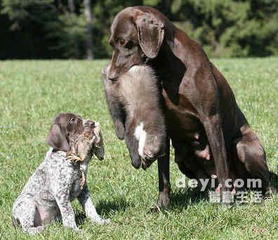 波音达犬(波音达犬好养吗) - 警犬训练器材厂家 _警犬训练用品_工作犬训练用品-南京开久警犬装备-警犬训练器材厂家 _警犬训练用品_工作犬训练用品-南京开久警犬装备
