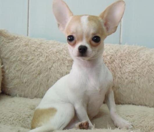 狗狗一般在哪买(买狗去哪里买)-警犬训练器材厂家 _警犬训练用品_工作犬训练用品-南京开久警犬装备