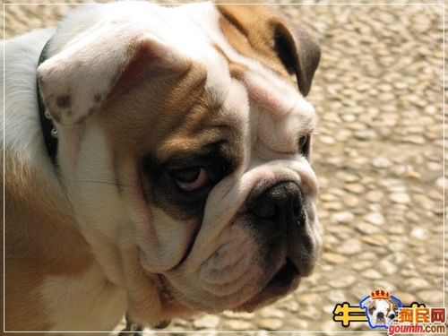 斗牛犬打架(斗牛犬打架排名第几)-警犬训练器材厂家 _警犬训练用品_工作犬训练用品-南京开久警犬装备