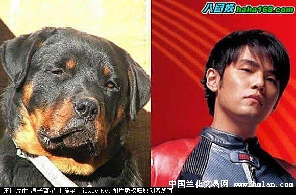 各大明星养的宠物狗名字大全 - 警犬训练器材厂家 _警犬训练用品_工作犬训练用品-南京开久警犬装备-警犬训练器材厂家 _警犬训练用品_工作犬训练用品-南京开久警犬装备