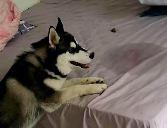 怎么让狗狗进入自己的房间(如何让狗狗进入自己的房间) - 警犬训练器材厂家 _警犬训练用品_工作犬训练用品-南京开久警犬装备-警犬训练器材厂家 _警犬训练用品_工作犬训练用品-南京开久警犬装备