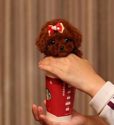 放在杯子里的狗叫什么(杯子里养的狗叫什么)-警犬训练器材厂家 _警犬训练用品_工作犬训练用品-南京开久警犬装备