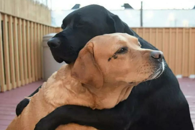 狗狗安慰伤心的人(安慰一个很伤心的人该怎么说?)-警犬训练器材厂家 _警犬训练用品_工作犬训练用品-南京开久警犬装备