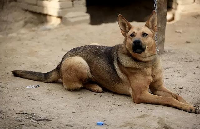 长期收购各种宠物狗(长期收购各种宠物狗苏州 *** )-警犬训练器材厂家 _警犬训练用品_工作犬训练用品-南京开久警犬装备