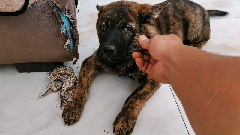 虎斑犬为什么不能养虎斑犬为什么不能养-警犬训练器材厂家 _警犬训练用品_工作犬训练用品-南京开久警犬装备