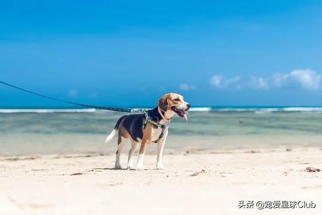 比格犬的训练(比格犬的训练教程 *** ) - 警犬训练器材厂家 _警犬训练用品_工作犬训练用品-南京开久警犬装备-警犬训练器材厂家 _警犬训练用品_工作犬训练用品-南京开久警犬装备