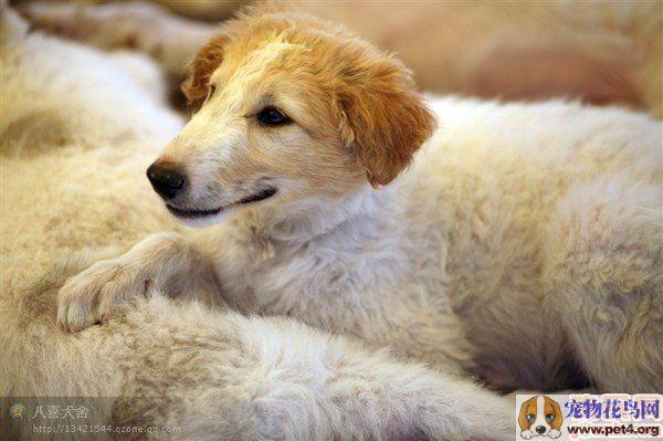 俄罗斯猎狼犬(俄罗斯猎狼犬多少钱)-警犬训练器材厂家 _警犬训练用品_工作犬训练用品-南京开久警犬装备