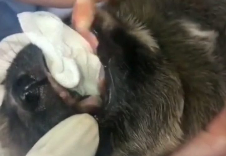 狗狗卡在我里面多久能拉出来(狗狗卡在我里面多久能拉出来一)-警犬训练器材厂家 _警犬训练用品_工作犬训练用品-南京开久警犬装备