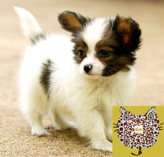 养蝴蝶犬的禁忌(养蝴蝶犬的十大坏处) - 警犬训练器材厂家 _警犬训练用品_工作犬训练用品-南京开久警犬装备-警犬训练器材厂家 _警犬训练用品_工作犬训练用品-南京开久警犬装备