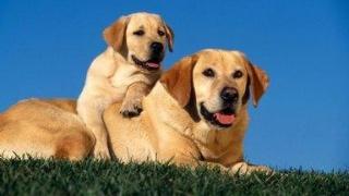 拉布拉多犬介绍(拉布拉多犬是哪个国家的)-警犬训练器材厂家 _警犬训练用品_工作犬训练用品-南京开久警犬装备