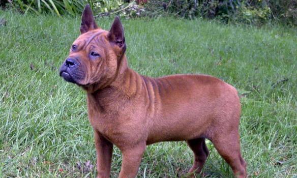 川东猎犬的智商(川东猎犬的智商比马犬如何) - 警犬训练器材厂家 _警犬训练用品_工作犬训练用品-南京开久警犬装备-警犬训练器材厂家 _警犬训练用品_工作犬训练用品-南京开久警犬装备