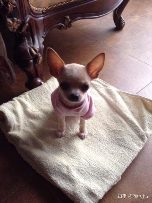 吉娃娃和鹿犬杂交的狗聪明(吉娃娃和鹿犬的杂交像哪一个)-警犬训练器材厂家 _警犬训练用品_工作犬训练用品-南京开久警犬装备