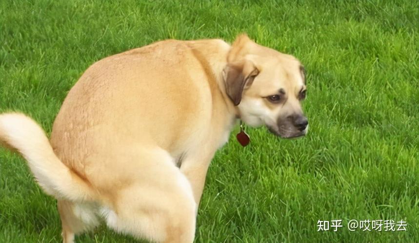 小狗吃自己的便便怎么办(狗吃自己的屎怎么解决)-警犬训练器材厂家 _警犬训练用品_工作犬训练用品-南京开久警犬装备