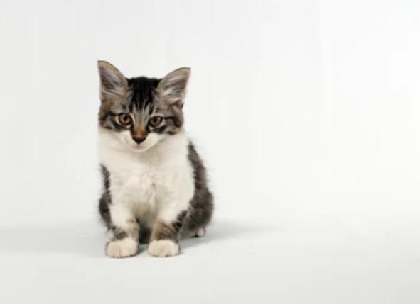 狗狗冠状病毒的症状_泰迪狗狗冠状病毒的症状-警犬训练器材厂家 _警犬训练用品_工作犬训练用品-南京开久警犬装备