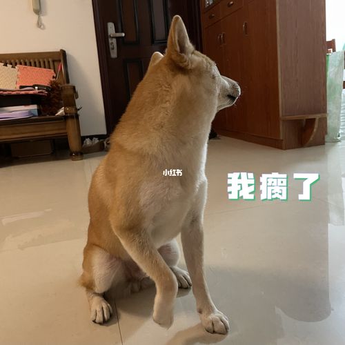 狗吃感冒药脖子硬了腿直了-警犬训练器材厂家 _警犬训练用品_工作犬训练用品-南京开久警犬装备