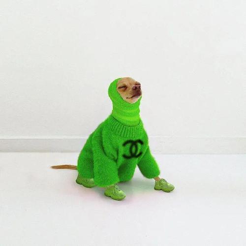 格力犬巅峰女孩儿(格力犬公狗几岁是巅峰期)-警犬训练器材厂家 _警犬训练用品_工作犬训练用品-南京开久警犬装备