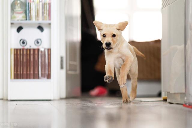 狗狗吃多了会不会撑死  狗狗吃东西会不会撑死-警犬训练器材厂家 _警犬训练用品_工作犬训练用品-南京开久警犬装备