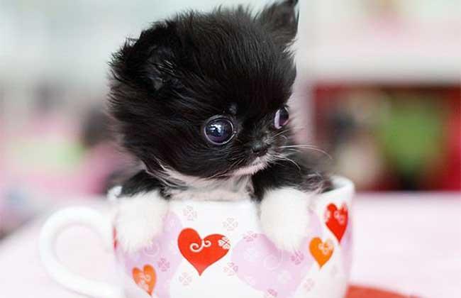 茶杯犬寿命一般能活多少年-警犬训练器材厂家 _警犬训练用品_工作犬训练用品-南京开久警犬装备