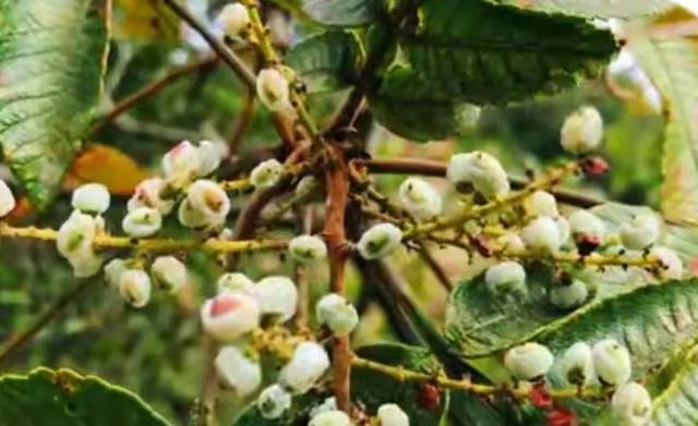 狗春果的功效(狗茄子果的功效)-警犬训练器材厂家 _警犬训练用品_工作犬训练用品-南京开久警犬装备