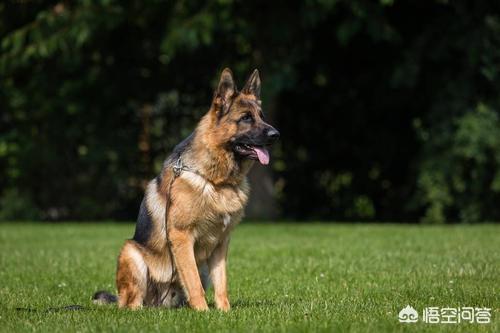 德国杜宾犬介绍(美国杜宾犬和德国杜宾犬)-警犬训练器材厂家 _警犬训练用品_工作犬训练用品-南京开久警犬装备