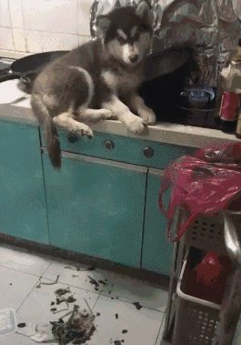 藏獒会吃人吗成犬饲养-警犬训练器材厂家 _警犬训练用品_工作犬训练用品-南京开久警犬装备