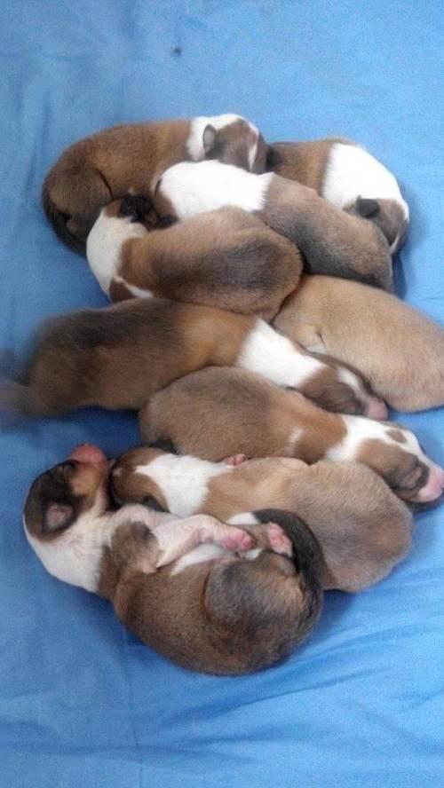 刚出生的小狗怎么喂养(刚出生的小狗没有狗妈妈能养活吗) - 警犬训练器材厂家 _警犬训练用品_工作犬训练用品-南京开久警犬装备-警犬训练器材厂家 _警犬训练用品_工作犬训练用品-南京开久警犬装备