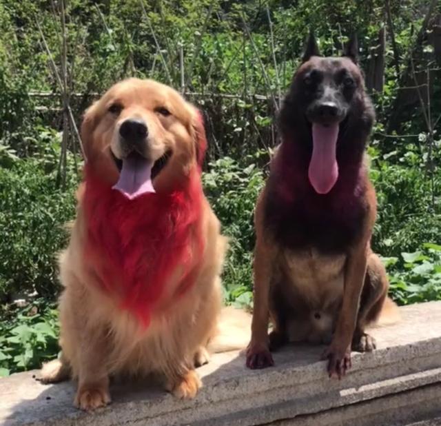 抖音里的波波乐是什么狗-警犬训练器材厂家 _警犬训练用品_工作犬训练用品-南京开久警犬装备