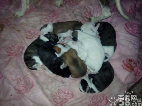 天津狗狗网_天津哪里领养狗狗-警犬训练器材厂家 _警犬训练用品_工作犬训练用品-南京开久警犬装备