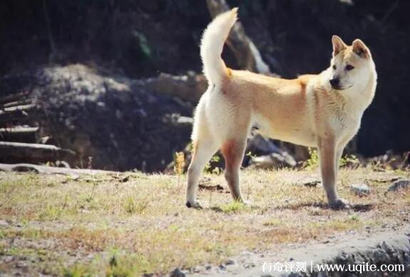中华田园犬价格(中华田园猫多少钱) - 警犬训练器材厂家 _警犬训练用品_工作犬训练用品-南京开久警犬装备-警犬训练器材厂家 _警犬训练用品_工作犬训练用品-南京开久警犬装备