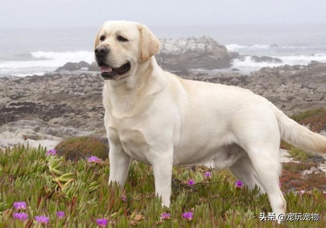 几种最适合家养的大型犬成犬饲养？-警犬训练器材厂家 _警犬训练用品_工作犬训练用品-南京开久警犬装备