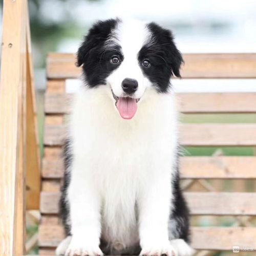 边牧为什么见狗就咬？边牧狗为什么不叫-警犬训练器材厂家 _警犬训练用品_工作犬训练用品-南京开久警犬装备