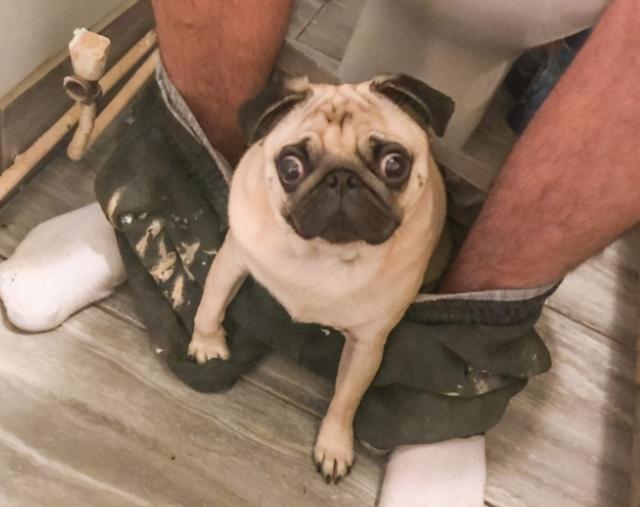 什么狗最小而且长不大？什么狗最小长不大好养-警犬训练器材厂家 _警犬训练用品_工作犬训练用品-南京开久警犬装备