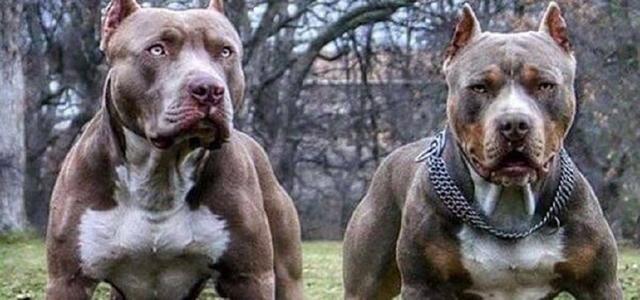 比特犬有哪几种(比特犬有哪几种血统)-警犬训练器材厂家 _警犬训练用品_工作犬训练用品-南京开久警犬装备