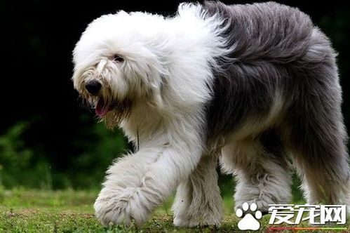 长须牧羊犬和古牧区别 - 警犬训练器材厂家 _警犬训练用品_工作犬训练用品-南京开久警犬装备-警犬训练器材厂家 _警犬训练用品_工作犬训练用品-南京开久警犬装备