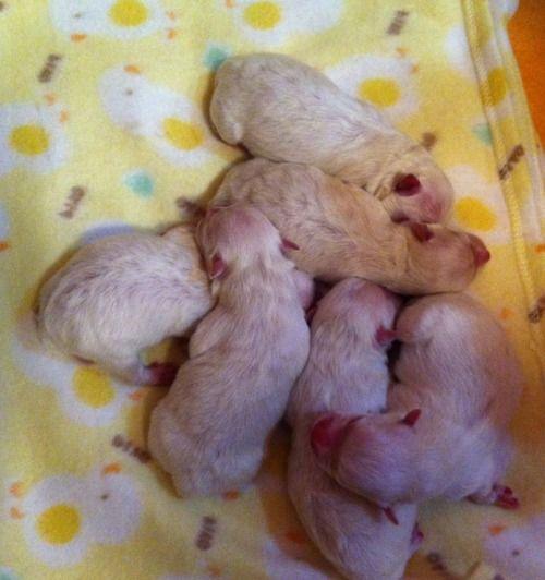 刚出生的幼犬为什么会拉稀?(刚出生的幼犬为什么一直在叫) - 警犬训练器材厂家 _警犬训练用品_工作犬训练用品-南京开久警犬装备-警犬训练器材厂家 _警犬训练用品_工作犬训练用品-南京开久警犬装备