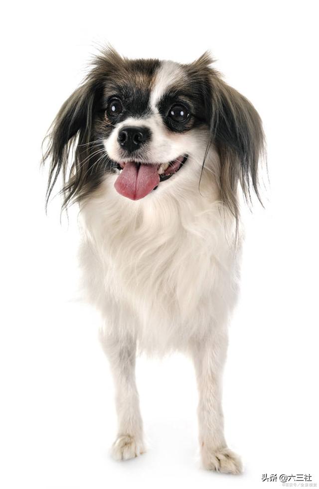 贵妇犬多少钱(长毛贵妇犬多少钱)-警犬训练器材厂家 _警犬训练用品_工作犬训练用品-南京开久警犬装备