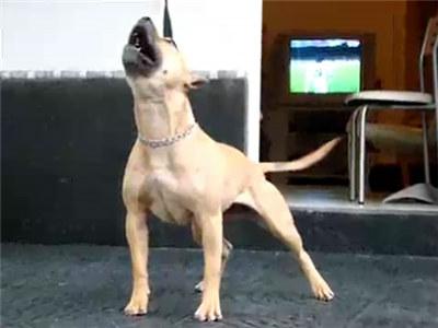 急 *** 特犬  中国有比特犬卖吗-警犬训练器材厂家 _警犬训练用品_工作犬训练用品-南京开久警犬装备