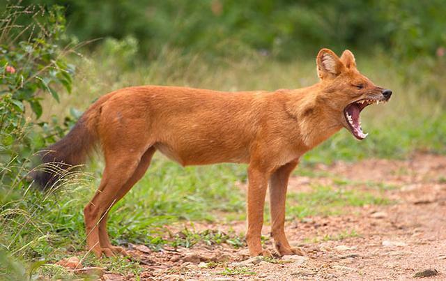 狗对着人叫是不是有邪-警犬训练器材厂家 _警犬训练用品_工作犬训练用品-南京开久警犬装备