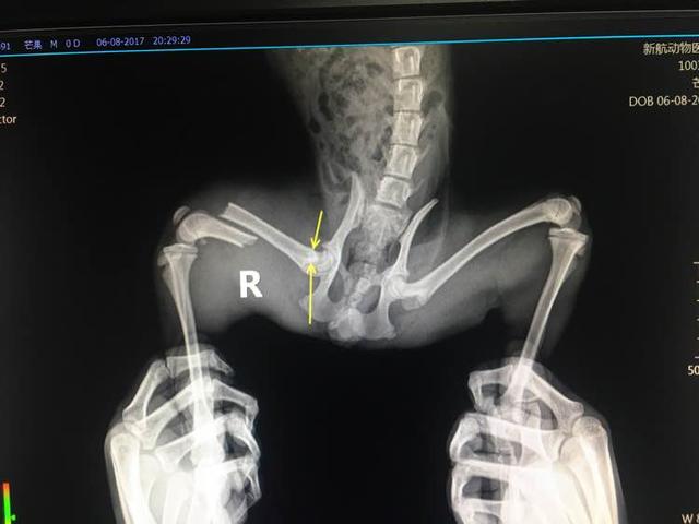 宠物店买泰迪狗价格表，宠物市场泰迪的价格-警犬训练器材厂家 _警犬训练用品_工作犬训练用品-南京开久警犬装备